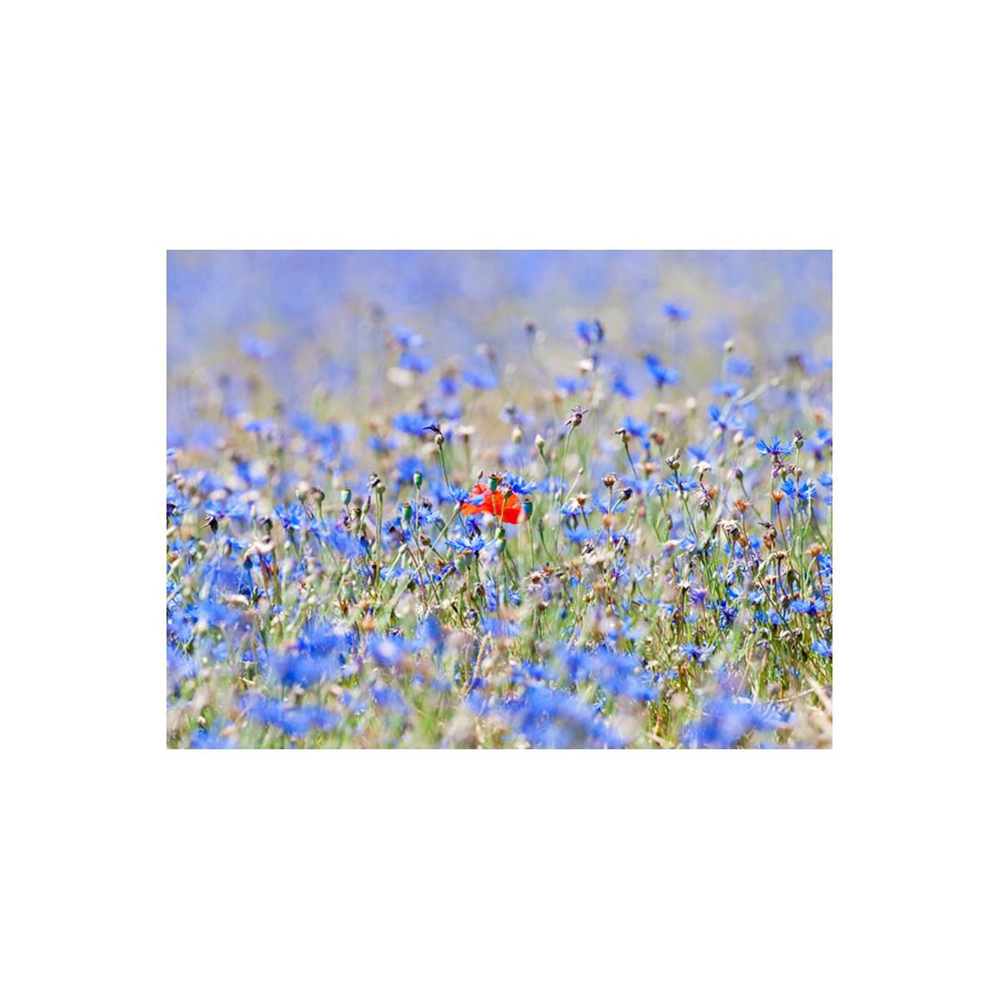 Voir la diapositive 2 : Paris Prix Papier Peint  Prairie Aux Couleurs du Ciel Bleuets