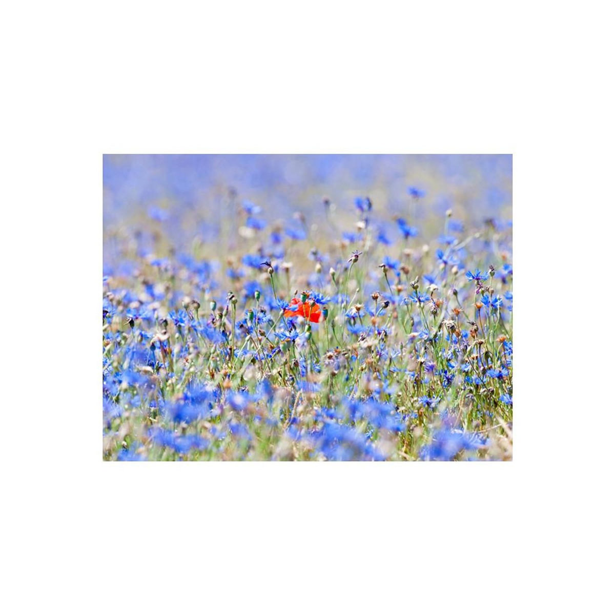 Paris Prix Papier Peint  Prairie Aux Couleurs du Ciel Bleuets