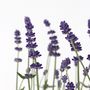Voir la diapositive 3 : PLANT IN A BOX Lavande vraie - Set de 6 - Lavandula angustifolia - Hauteur 10-15cm - ⌀10,5cm