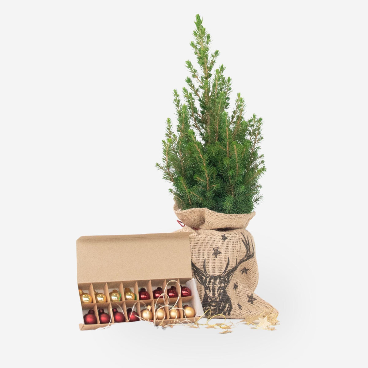 PLANT IN A BOX Mini-sapin avec sac-en-jute - Picea glauca Conica - 55-65cm - ⌀15cm