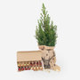Voir la diapositive 5 : PLANT IN A BOX Mini-sapin avec sac-en-jute - Picea glauca Conica - 55-65cm - ⌀15cm