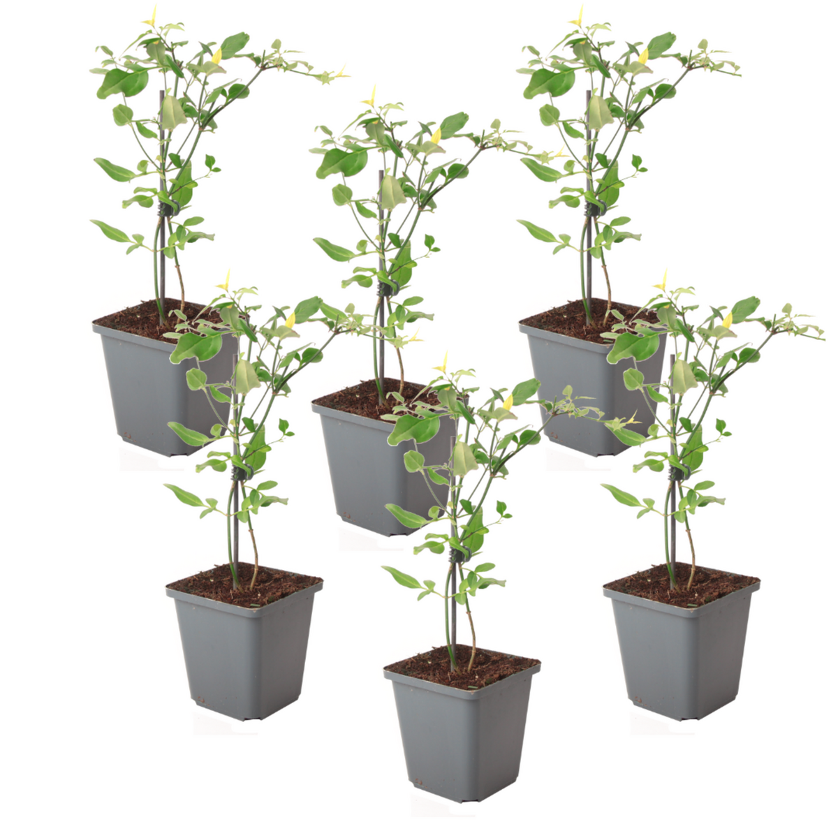 PLANT IN A BOX Jasmin étoilé - Set de 6 - Jasminum 'Summer Scent' - Hauteur 25-40cm - ⌀9cm