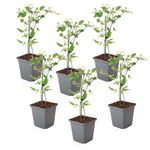 PLANT IN A BOX Jasmin étoilé - Set de 6 - Jasminum 'Summer Scent' - Hauteur 25-40cm - ⌀9cm