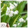 Voir la diapositive 1 : PLANT IN A BOX Nivéole d'été - Set de 20 - Leucojum aestivum - Bulbes à fleurs - Blanc