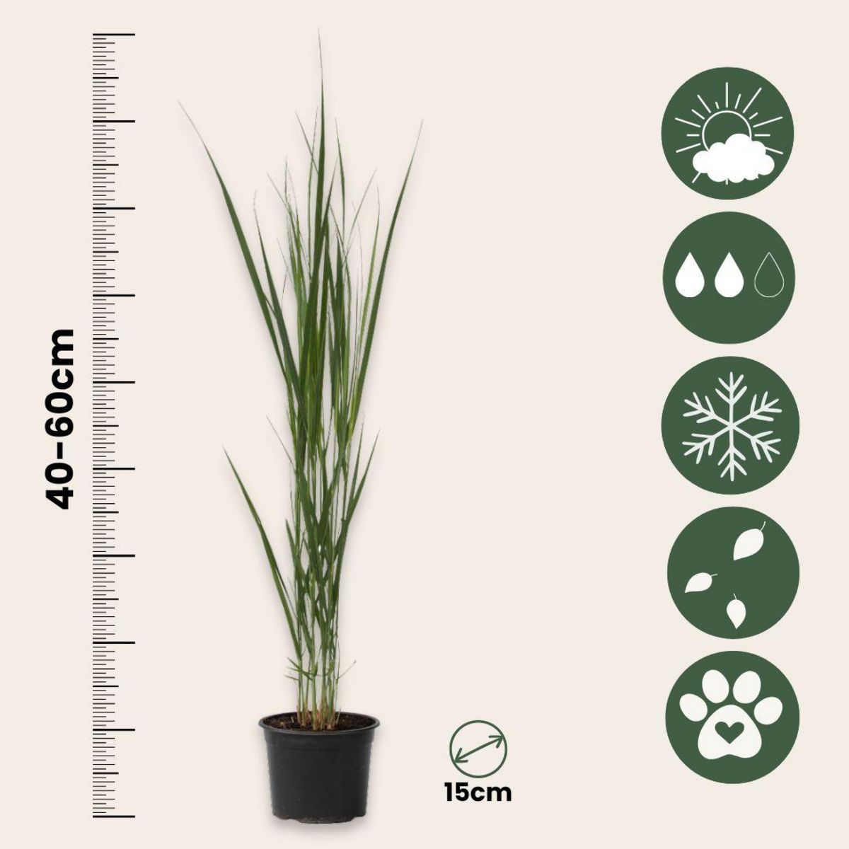 PLANT IN A BOX Panic érigé - Panicum virgatum 'Northwind' - Hauteur 40-60cm - ⌀23cm
