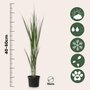 Voir la diapositive 2 : PLANT IN A BOX Panic érigé - Panicum virgatum 'Northwind' - Hauteur 40-60cm - ⌀23cm