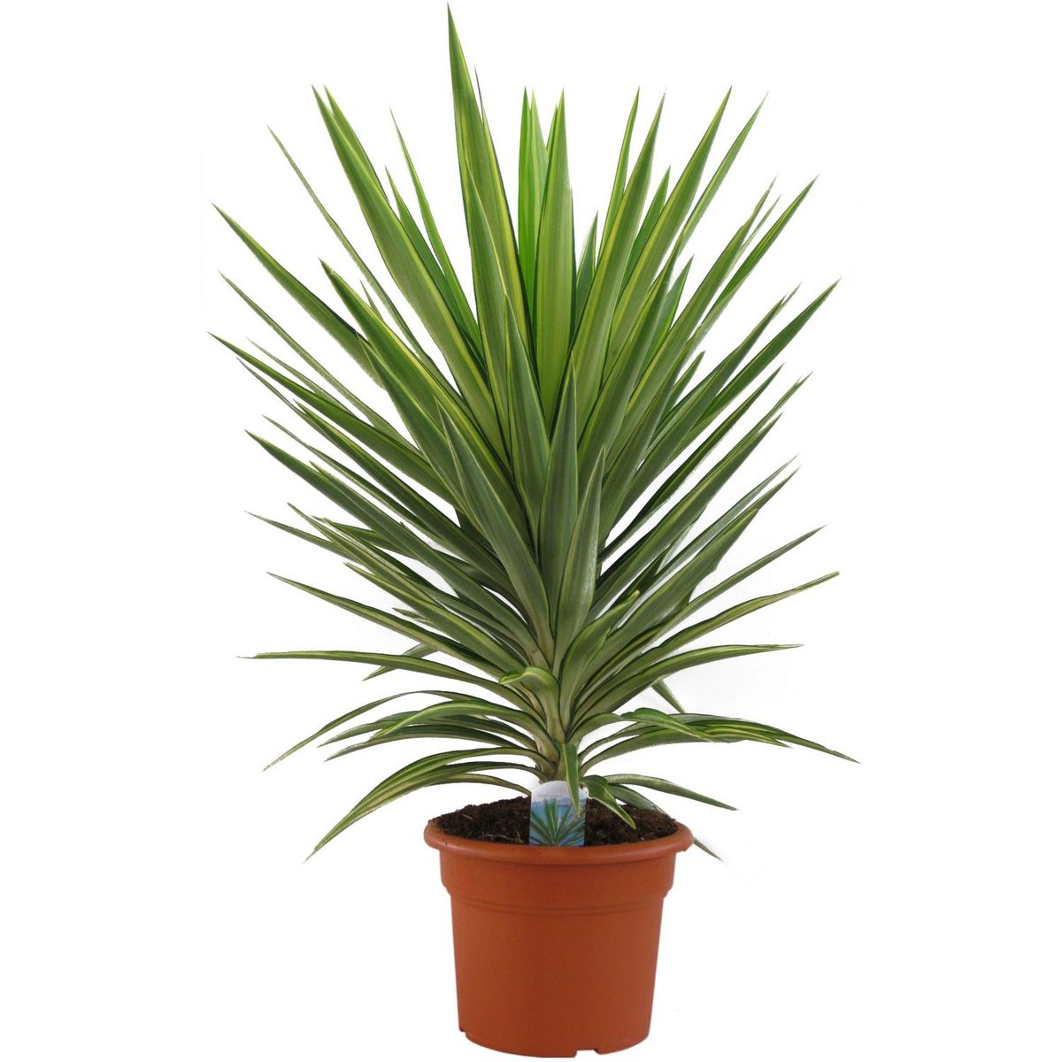 Yucca mix (Jewel-Emilia) 15L