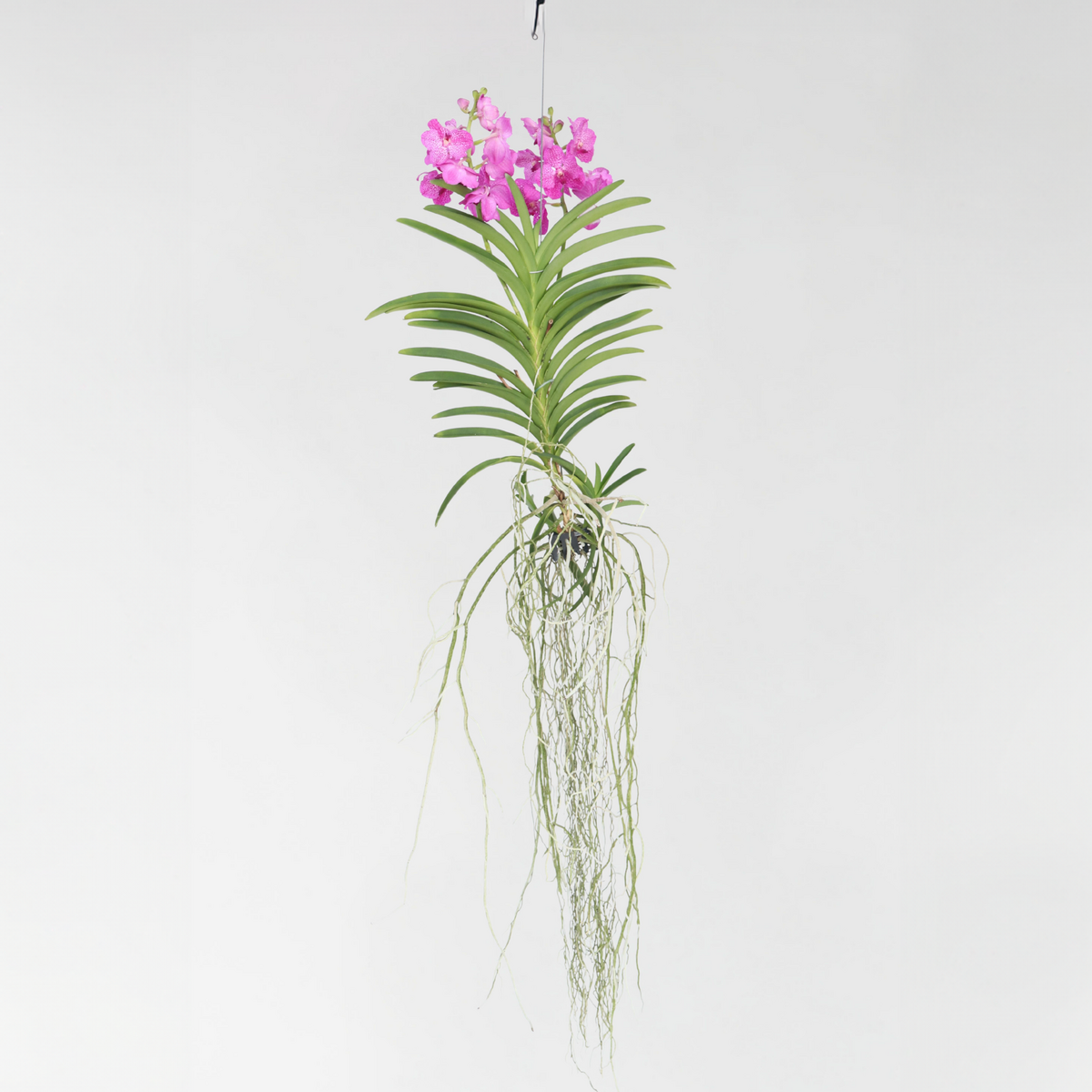 PLANT IN A BOX Orchidée - Vanda 'Pink' - Hauteur 45-55cm