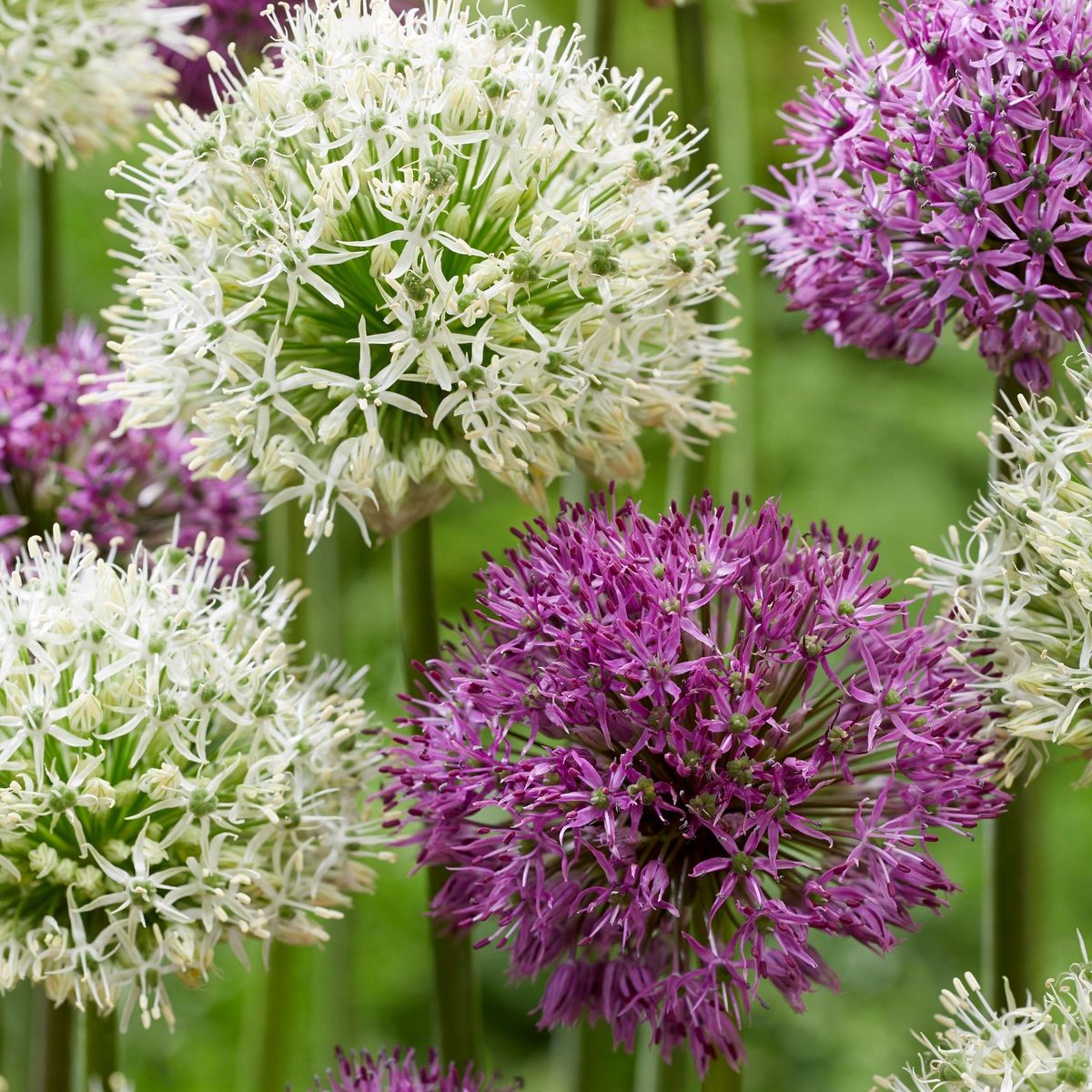 PLANT IN A BOX Ail - Set de 15 - Allium 'Purple, 'White' - Bulbes à fleurs - Violet