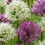 Voir la diapositive 3 : PLANT IN A BOX Ail - Set de 15 - Allium 'Purple, 'White' - Bulbes à fleurs - Violet