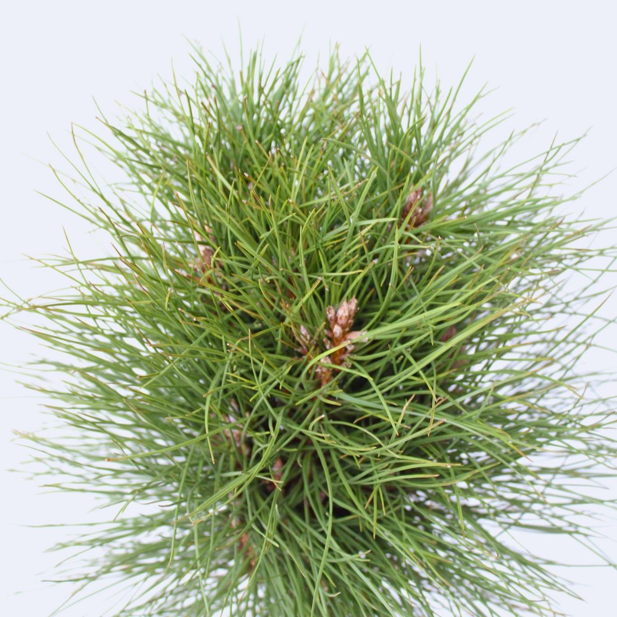 PLANT IN A BOX Pin d'été - Pinus 'Summer Breeze' - Hauteur 70-80cm - ⌀24cm