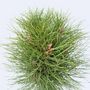 Voir la diapositive 3 : PLANT IN A BOX Pin d'été - Pinus 'Summer Breeze' - Hauteur 70-80cm - ⌀24cm