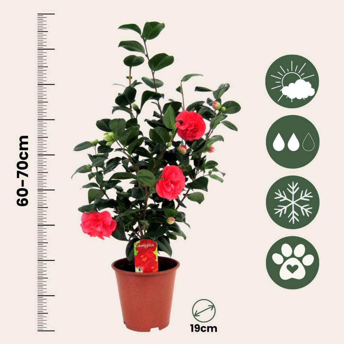 PLANT IN A BOX Camélia - Set de 4 - Camellia japonica 'Lady Campbell' - Hauteur 60-70cm - ⌀19cm