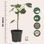 Voir la diapositive 2 : PLANT IN A BOX Mélange d'arbres fruitiers - Set de 4 - Hauteur 25-40cm - ⌀9cm