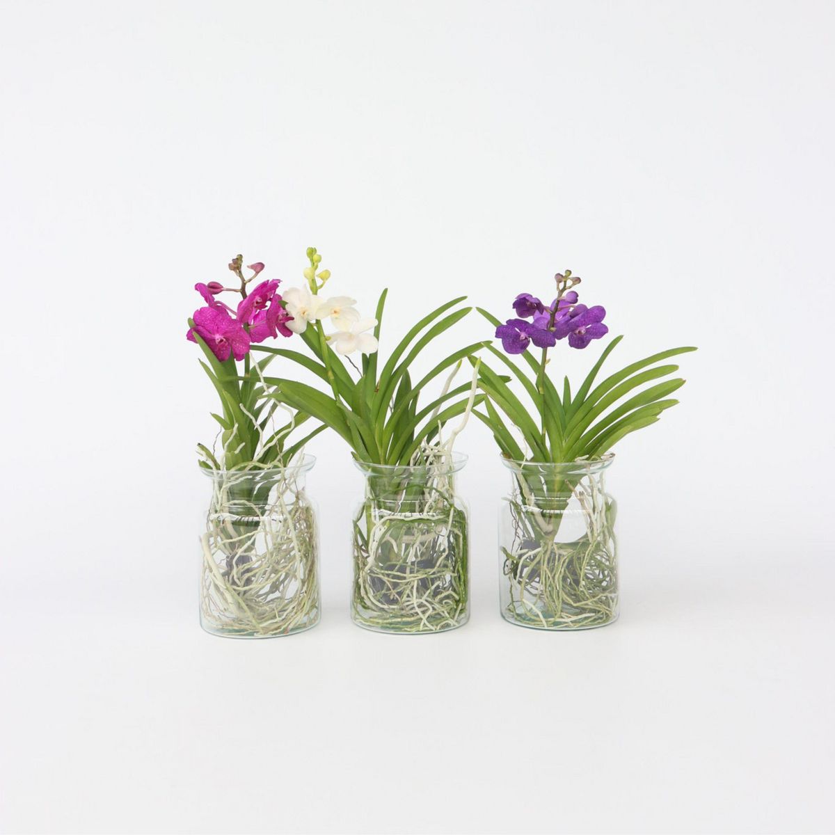 PLANT IN A BOX Orchidée - Vanda 'Cerise' - Hauteur 40-50cm - ⌀14cm