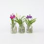 Voir la diapositive 4 : PLANT IN A BOX Orchidée - Vanda 'Cerise' - Hauteur 40-50cm - ⌀14cm