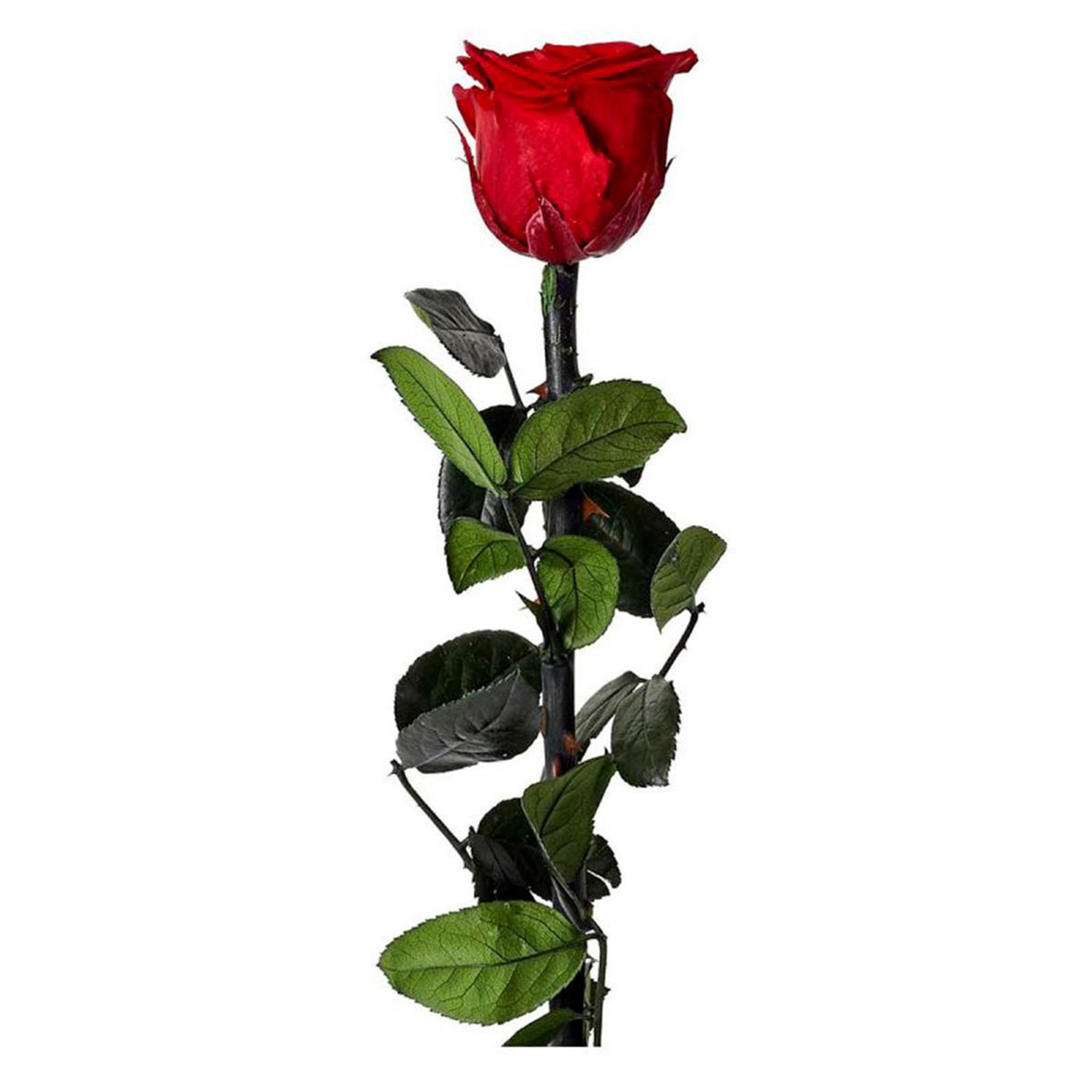 The Home Deco Factory Fleur artificielle  rose sur tige  30cm vert & rouge