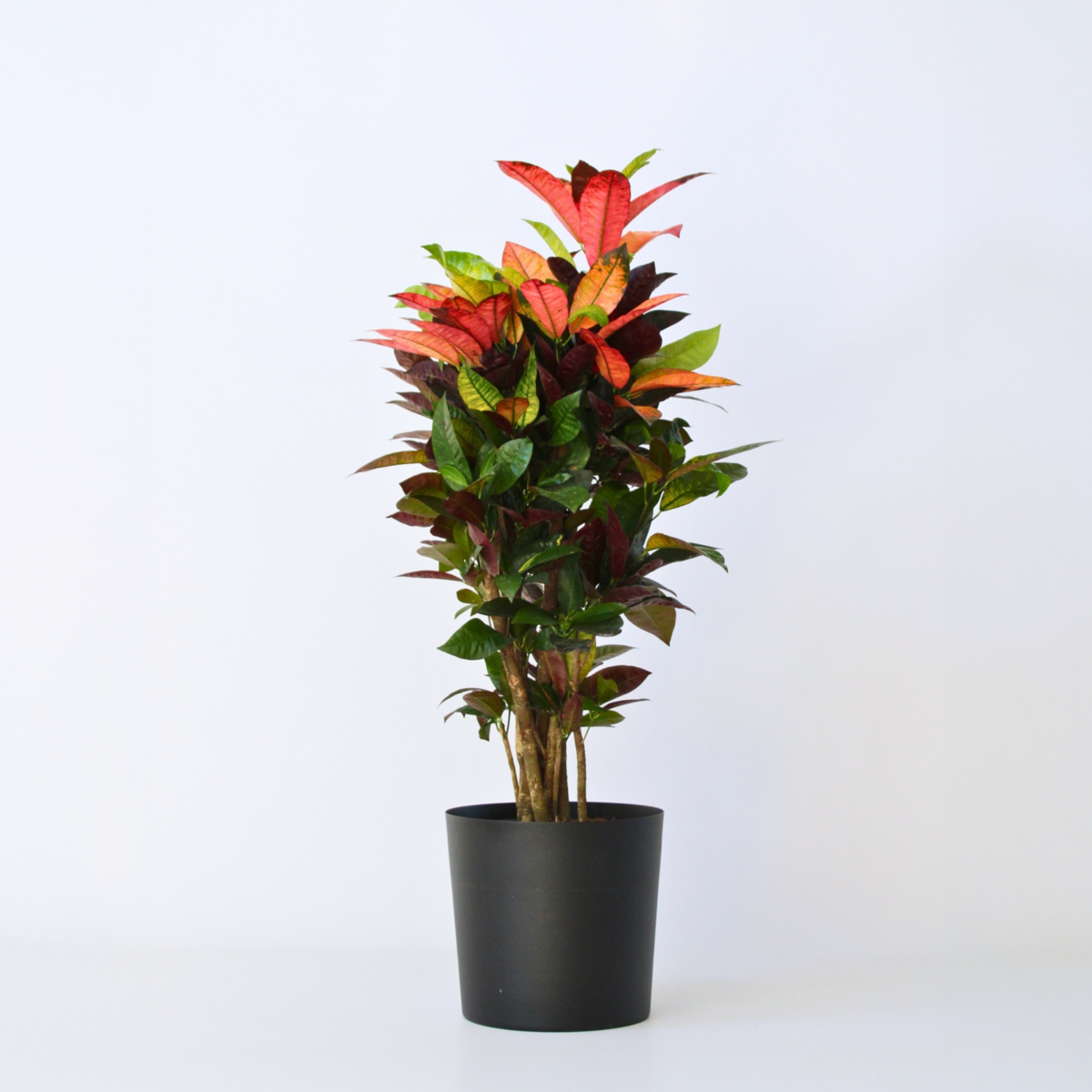 PLANT IN A BOX Croton - Codiaeum variegatum 'Mrs. Iceton' - Hauteur 90-100cm - Pot 27cm