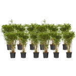 PLANT IN A BOX Bambou non-traçant - Set de 12 - Fargesia nitida 'Gansu' - H50-70cm - ⌀17cm