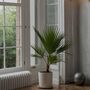 Voir la diapositive 5 : PLANT IN A BOX Palmier de Washington - Set de 2 - Washingtonia robusta - H70-90cm - ⌀21cm