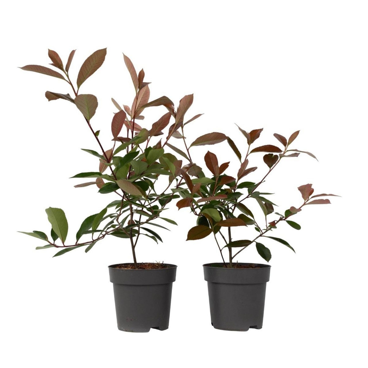 PLANT IN A BOX Feuille de noyer - Set de 2 - Photinia fraseri 'Red Robin' - H30-40cm - ⌀17cm