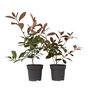 Voir la diapositive 1 : PLANT IN A BOX Feuille de noyer - Set de 2 - Photinia fraseri 'Red Robin' - H30-40cm - ⌀17cm
