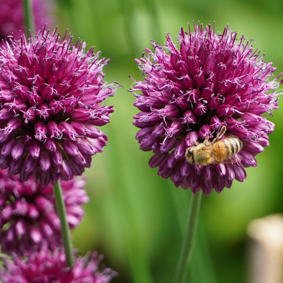 PLANT IN A BOX Mélange de bulbes pour le jardin - Set de 125 - Allium Narcissus Muscari, Tulipa