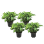 Voir la diapositive 1 : PLANT IN A BOX Hortensia - Set de 4 - Hydrangea serrata 'Summerglow' - Hauteur 25-40cm - ⌀19cm