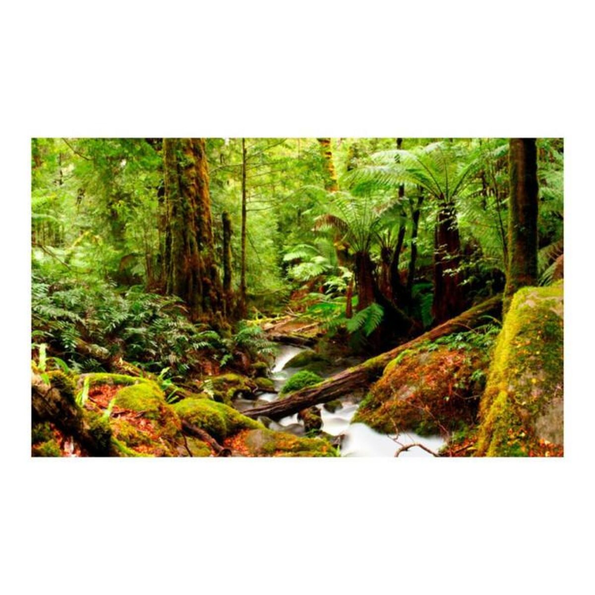 Paris Prix Papier Peint  Forêt Tropicale II  270x450cm