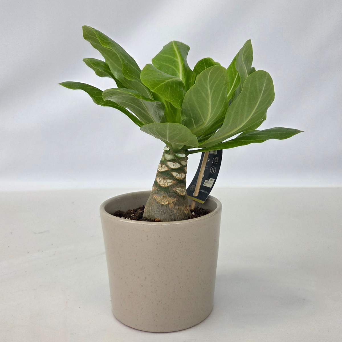 PLANT IN A BOX Palmier hawaïen - Brighamia insignis - Hauteur 25-35cm - Pot 12cm