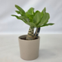 Voir la diapositive 6 : PLANT IN A BOX Palmier hawaïen - Brighamia insignis - Hauteur 25-35cm - Pot 12cm