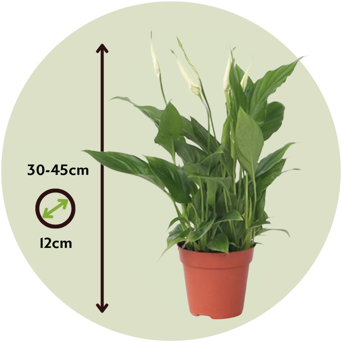 PLANT IN A BOX Fleur de lune - Spathiphyllum 'Torelli' - Hauteur 30-45cm - ⌀12cm