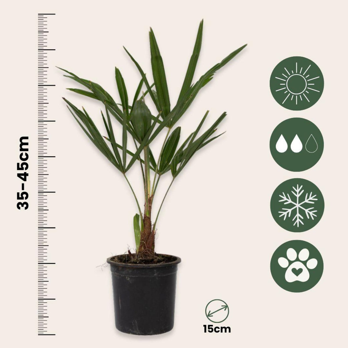 PLANT IN A BOX Palmier de Chine - Set de 4 - Trachycarpus Fortunei - Hauteur 35-45cm - ⌀15cm