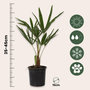 Voir la diapositive 2 : PLANT IN A BOX Palmier de Chine - Set de 4 - Trachycarpus Fortunei - Hauteur 35-45cm - ⌀15cm