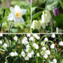 Voir la diapositive 4 : PLANT IN A BOX Coffret Jardin Humide - 30 bulbes pour endroits humides et pluvieux