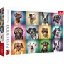 Trefl Puzzle 1000 pièces : Portraits de chiens rigolos