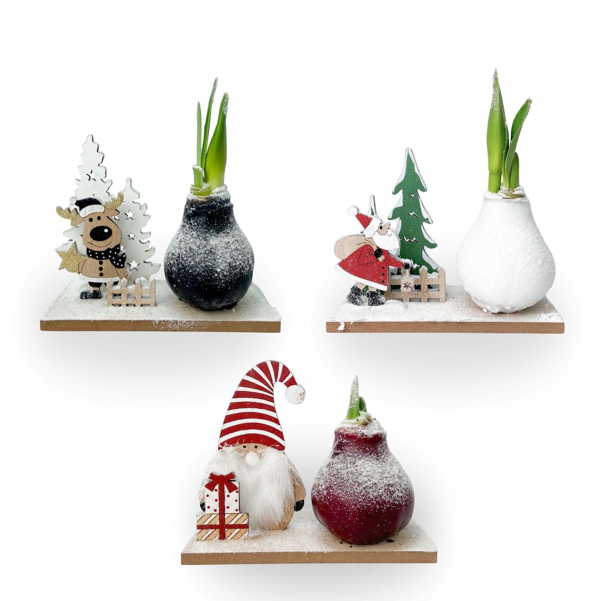 PLANT IN A BOX Amaryllis - Lot de 3 - Hippeastrum 'Pays des Merveilles Mix'