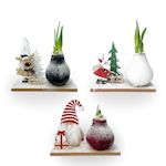 PLANT IN A BOX Amaryllis - Lot de 3 - Hippeastrum 'Pays des Merveilles Mix'