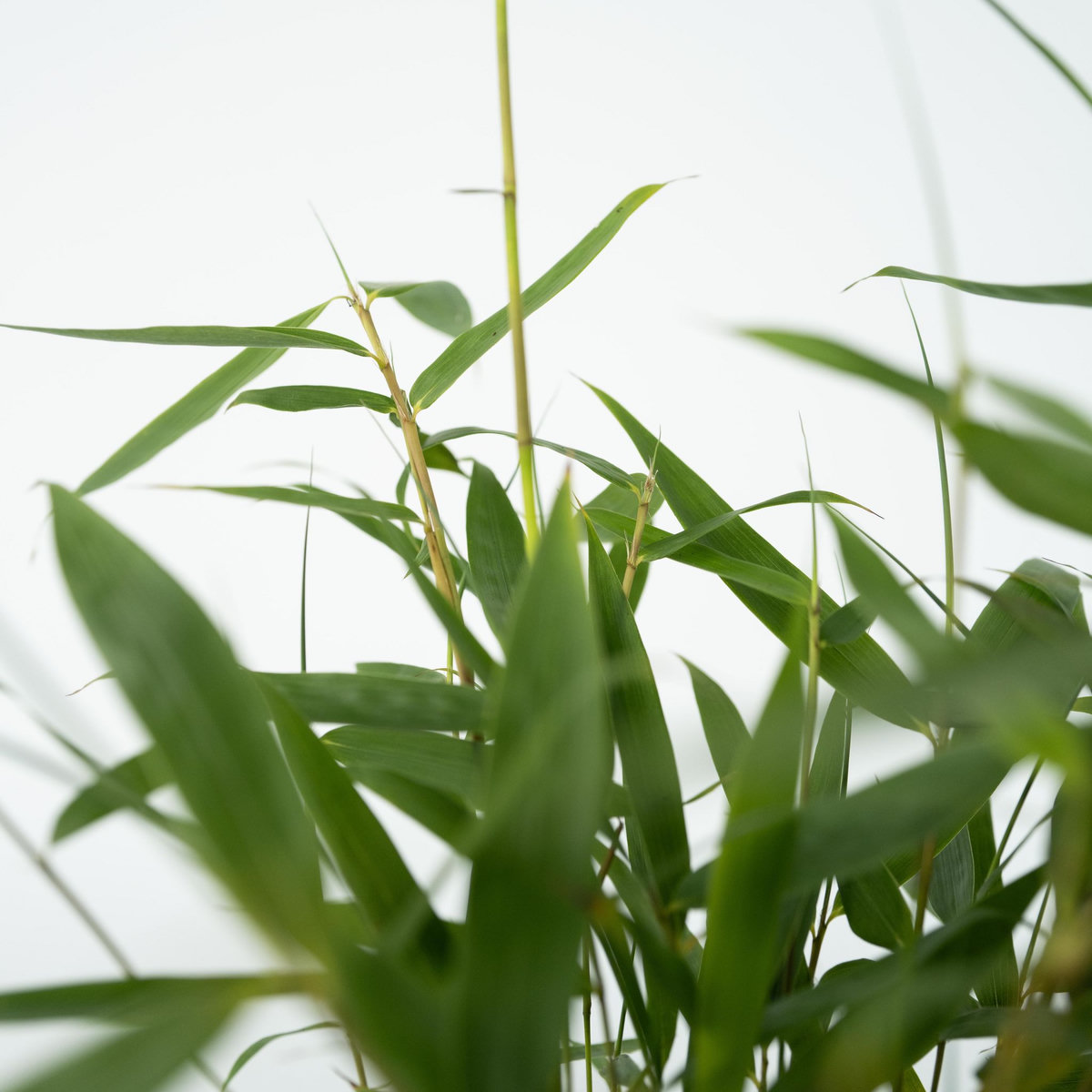 PLANT IN A BOX Bambou non-traçant - Set de 6 - Fargesia 'Asian Wonder' - H25-40cm - ⌀13cm