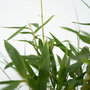 Voir la diapositive 3 : PLANT IN A BOX Bambou non-traçant - Set de 6 - Fargesia 'Asian Wonder' - H25-40cm - ⌀13cm
