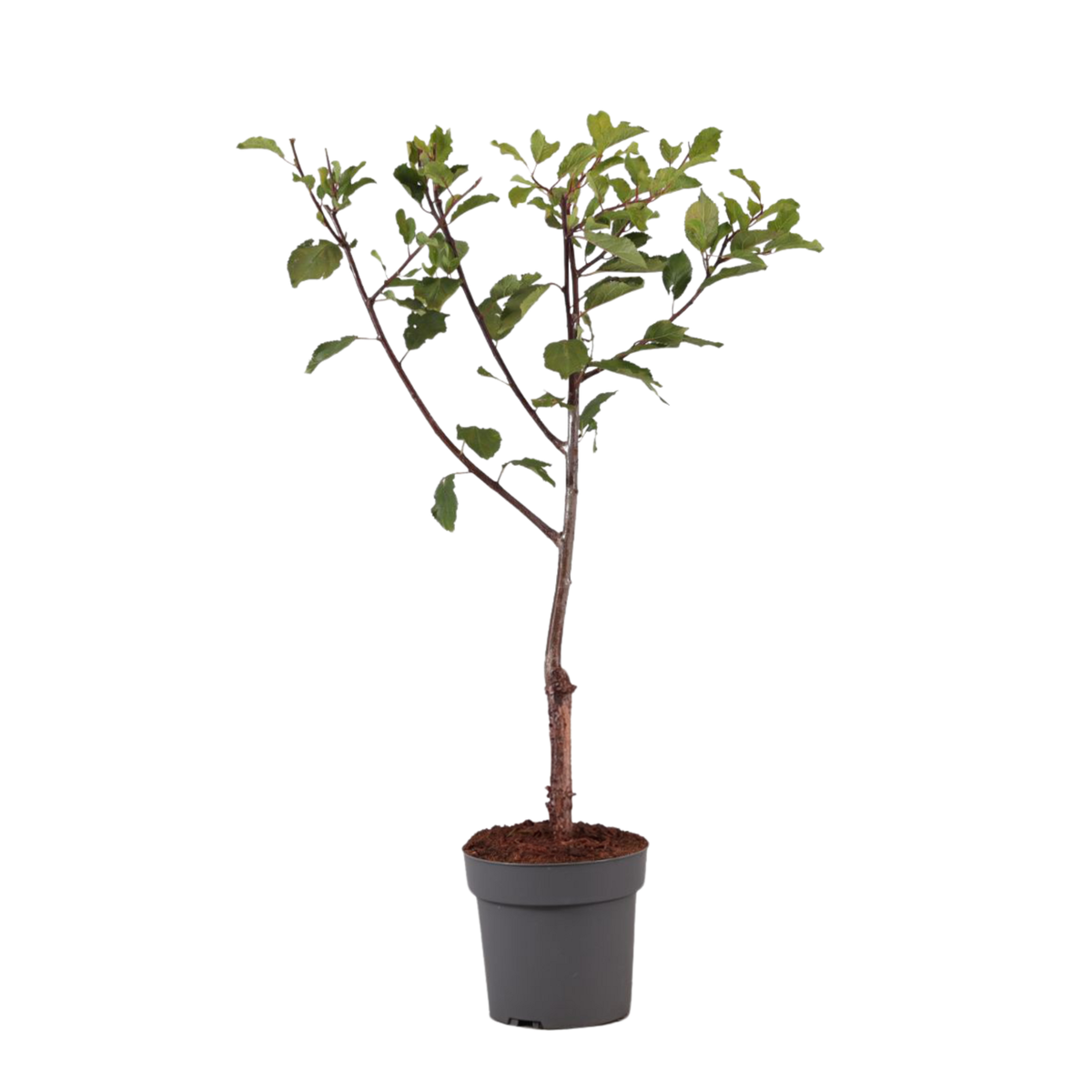 PLANT IN A BOX Prunier - Prunus domestica 'Opal' - Hauteur 90-100cm - ⌀21cm