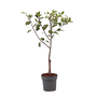 Voir la diapositive 1 : PLANT IN A BOX Prunier - Prunus domestica 'Opal' - Hauteur 90-100cm - ⌀21cm