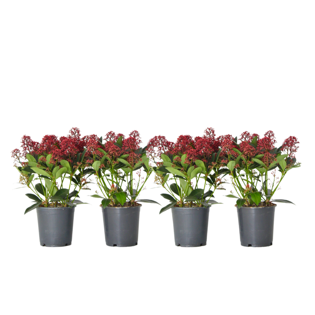 PLANT IN A BOX Arbuste à fleurs - Set de 4 - Skimmia japonica 'Rubella' - H35-45cm - ⌀15cm