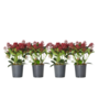 Voir la diapositive 1 : PLANT IN A BOX Arbuste à fleurs - Set de 4 - Skimmia japonica 'Rubella' - H35-45cm - ⌀15cm