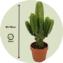 Voir la diapositive 2 : PLANT IN A BOX Euphorbe ingens - Euphorbia ingens - Hauteur 85-95cm - ⌀24cm