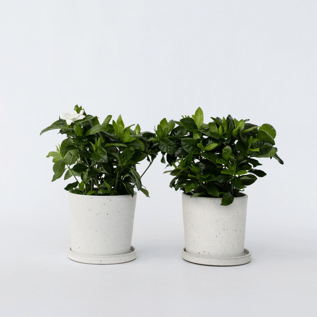 PLANT IN A BOX Jasmin du Cap - Set de 2 - Gardenia jasminoides - Hauteur 20-30cm - ⌀13cm