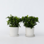 Voir la diapositive 5 : PLANT IN A BOX Jasmin du Cap - Set de 2 - Gardenia jasminoides - Hauteur 20-30cm - ⌀13cm