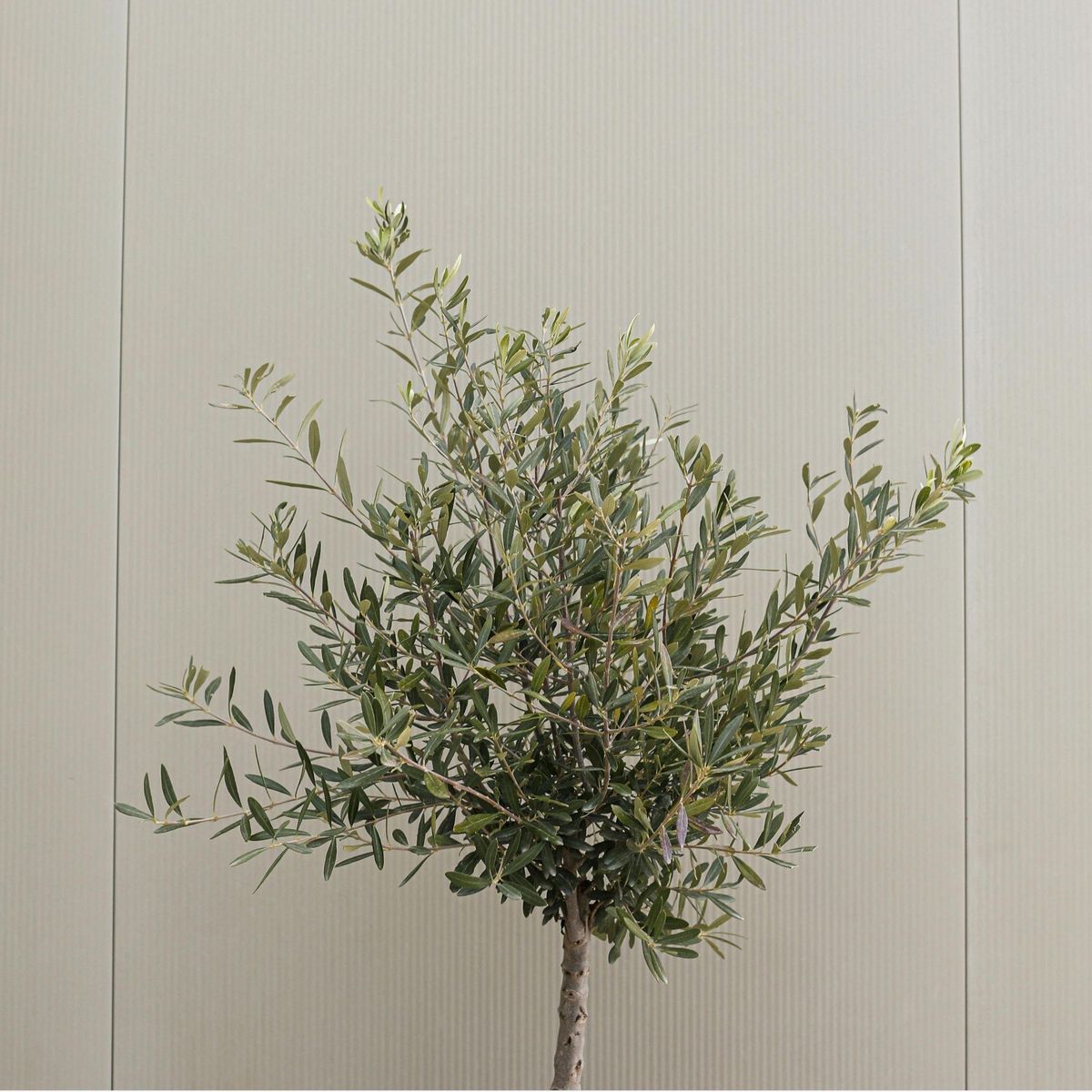 PLANT IN A BOX Olivier - Set de 2 - Olea europaea - Hauteur 80-90cm - ⌀19cm