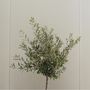 Voir la diapositive 5 : PLANT IN A BOX Olivier - Set de 2 - Olea europaea - Hauteur 80-90cm - ⌀19cm