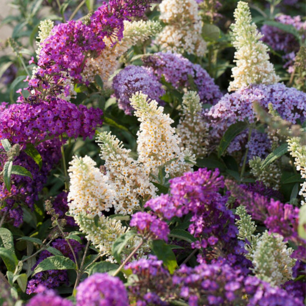 PLANT IN A BOX Arbre à papillons - Set de 3 - Buddleja davidii - Hauteur 25-40cm - ⌀9cm